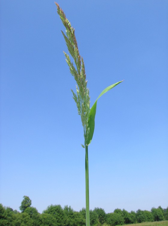 Holcus lanatus